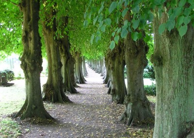 Lindenallee vor der Kirche in Siesebyy