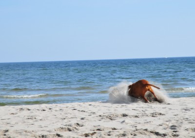 Am Strand von Kronsgaard