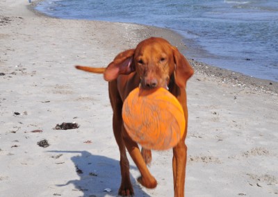 Am Strand von Kronsgaard