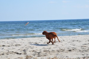 Am Strand von Kronsgaard