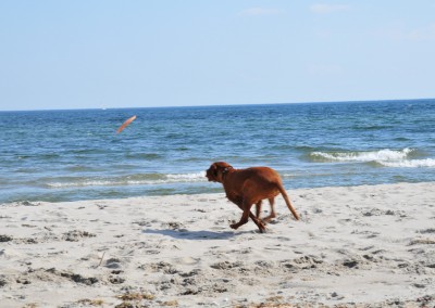 Am Strand von Kronsgaard
