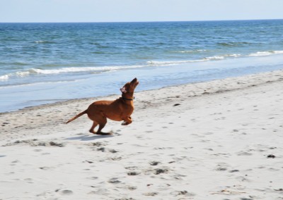 Am Strand von Kronsgaard