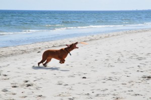 Am Strand von Kronsgaard