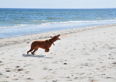 Am Strand von Kronsgaard