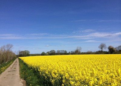 Rapsblüte im Frühling Geltinger Birk