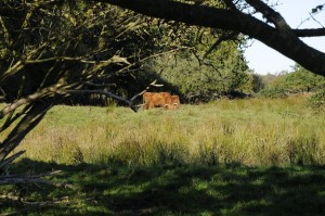 Galloway in der Geltinger Birk