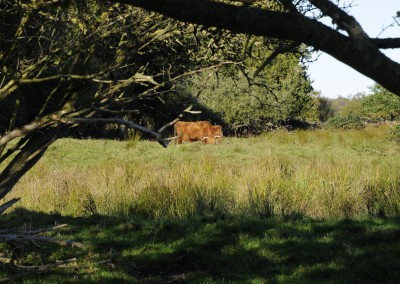 Galloway in der Geltinger Birk