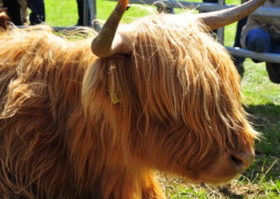 Heckrind Gottdorfer Landmarkt