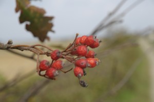 Herbststimmung Geltinger Birk