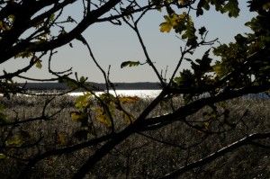 Herbststimmung Geltinger Birk