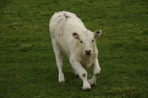 Junges Kalb Gut Ludwigsburg bei Eckernförde