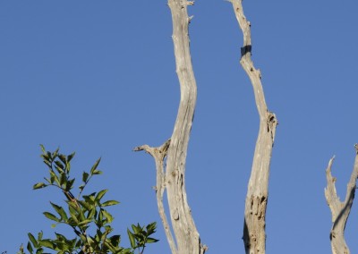 "Hexenwald" Geltinger Birk