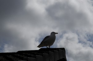 Möve vor Wolken
