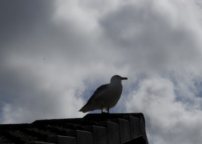 Möve vor Wolken