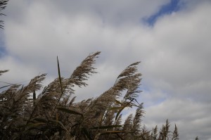 Reet-Impressionen an der Schlei