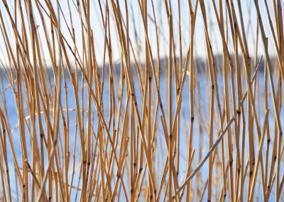 Reet-Impressionen an der Schlei