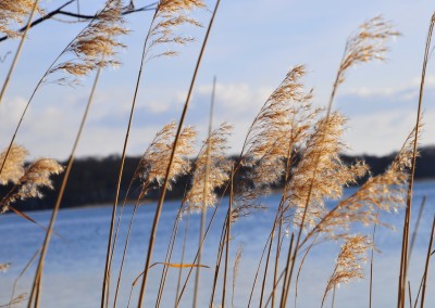 Reet-Impressionen an der Schlei