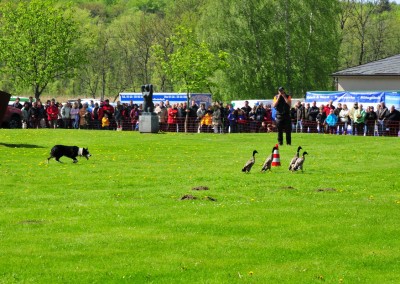 Gottdorf Landmarkt Border Colly bei der Arbeit