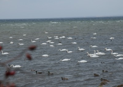 Schwäne und Enten Geltinger Birk