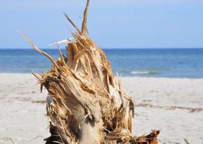Strandgut bei Kronsgaard