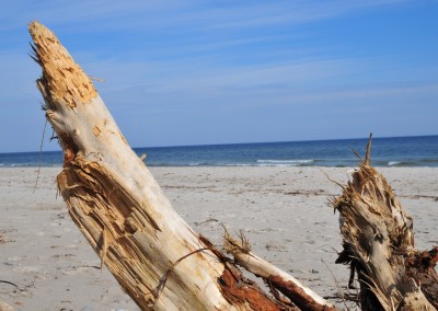Strandgut bei Kronsgaard
