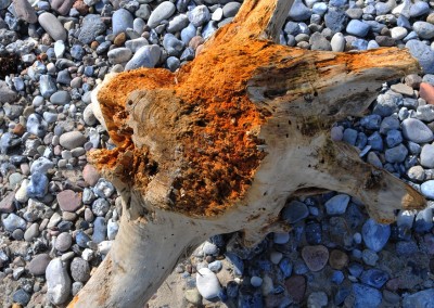 Strandgut bei Kronsgaard