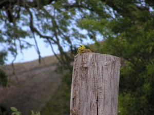 Goldammer