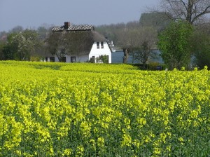 Rappsfelder bei Sieseby